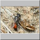 Tachysphex obscuripennis - Grabwespe w13b 9mm mit Schabe - Sandgrube Niedringhaussee.jpg